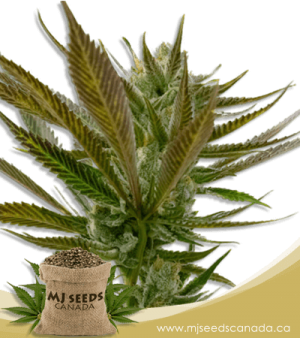 Candy Punch Regular Marijuana Seeds