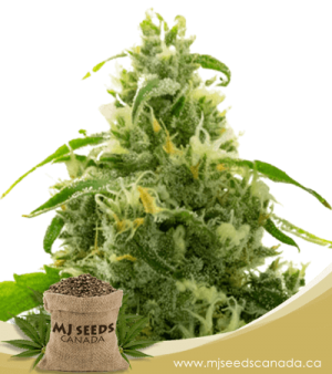 Candyland Peyote Feminized Marijuana Seeds