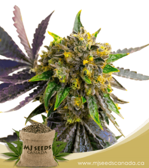 Cement Shoes Feminized Marijuana Seeds