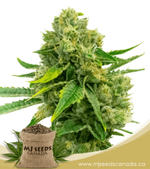 Cheese Diesel Feminized Marijuana Seeds