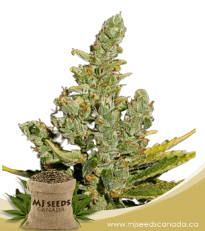 Cheese Autoflowering Marijuana Seeds