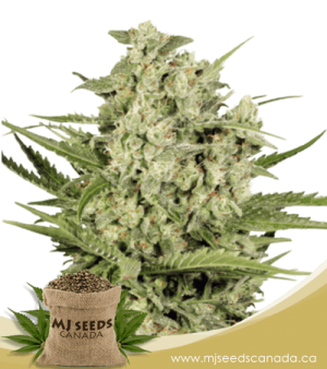 Cheese Feminized Marijuana Seeds