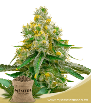 Chemdog#4 Feminized Marijuana Seeds