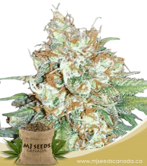 Cherry Pie Feminized Marijuana Seeds