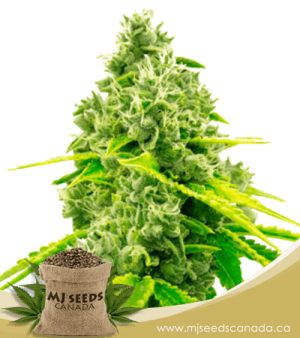 Chocolope Feminized Marijuana Seeds