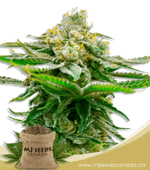Chronic Widow Feminized Marijuana Seeds