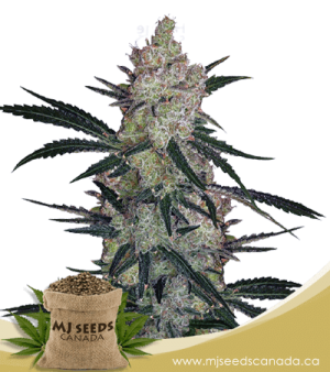 Cinderella99 Feminized Marijuana Seeds