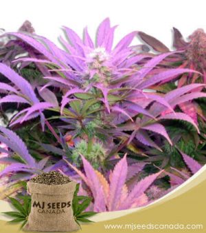 Cream Autoflowering Marijuana Seeds
