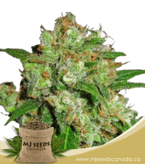 Cream Candy Autoflowering Marijuana Seeds