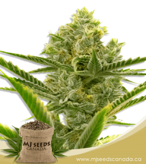 Critical 2.0 Feminized Marijuana Seeds