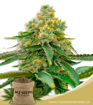 Critical 47 Feminized Marijuana Seeds