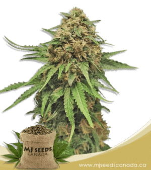 Critical + Feminized Marijuana Seeds