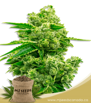 Critical Jack Feminized Marijuana Seeds