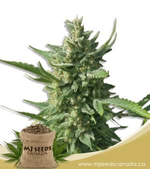 Critical Kush Feminized Marijuana Seeds