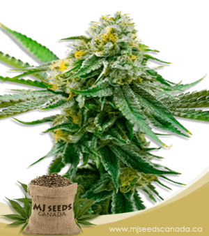 Critical Northern Lights Feminized Marijuana Seeds
