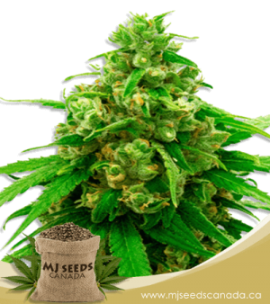Critical Widow Feminized Marijuana Seeds