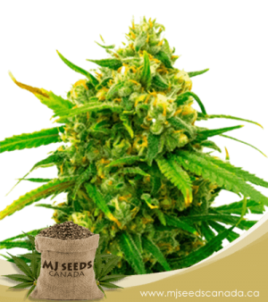 Critical Autoflowering Marijuana Seeds