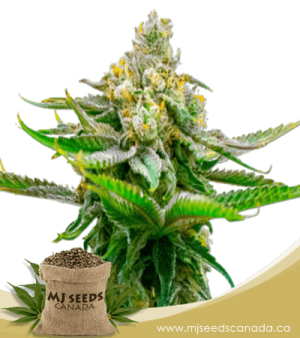 Devil XXL Autoflowering Marijuana Seeds