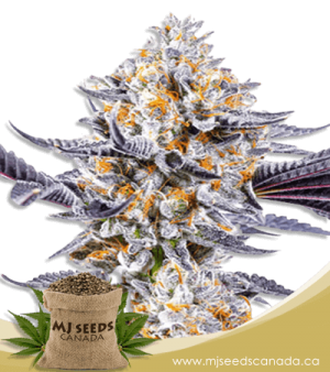 Do-si-Dos Feminized Marijuana Seeds