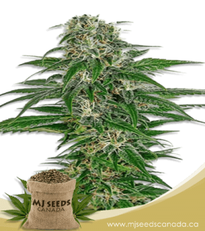 Early Skunk Feminized Marijuana Seeds