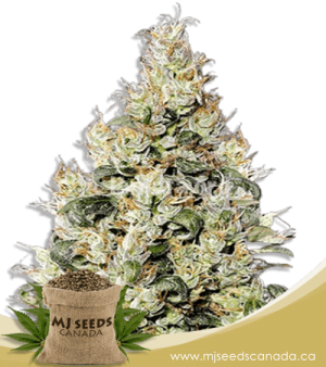 Exodus Cheese Feminized Marijuana Seeds