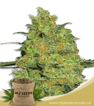 Fire OG Feminized Marijuana Seeds