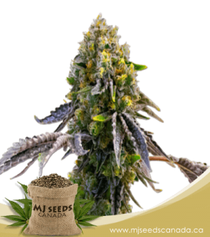 Fruit Autoflowering Marijuana Seeds