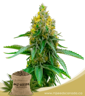 Girl Scout Cookies Autoflowering Marijuana Seeds