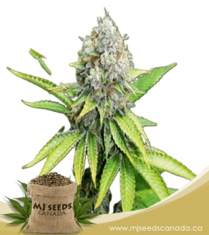 OG Kush Feminized Marijuana Seeds