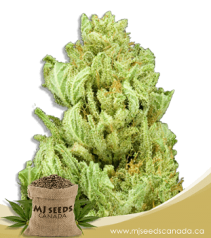 God Bud Regular Marijuana Seeds
