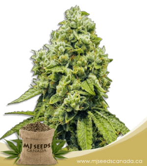 Gorilla Glue Regular Marijuana Seeds