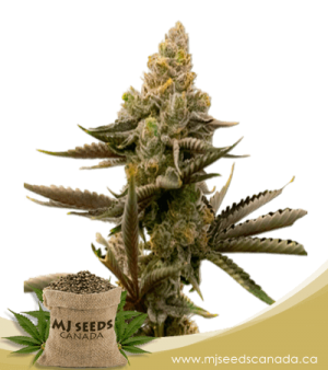 Gorilla Glue #4 Autoflowering Marijuana Seeds