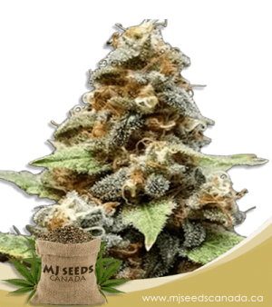 Gorilla Lemon Fire Regular Marijuana Seeds