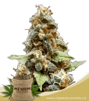 Gorilla Lemon Fire Feminized Marijuana Seeds
