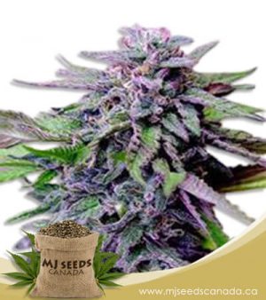 Grandaddy Purple Regular Marijuana Seeds