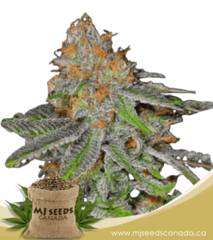 Grape Ape Feminized Marijuana Seeds