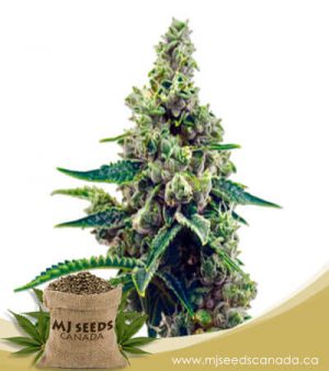 Grapefruit Autoflowering Marijuana Seeds
