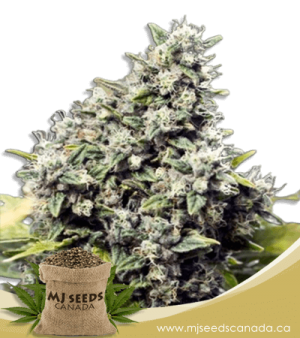Grapefruit Regular Marijuana Seeds