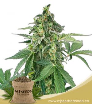 Haze Autoflowering Marijuana Seeds