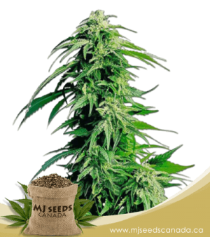 Hindu Kush Feminized Marijuana Seeds