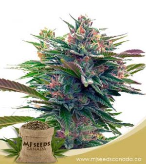 Lavender Feminized Marijuana Seeds