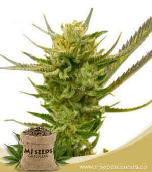 Lemon Autoflowering Marijuana Seeds
