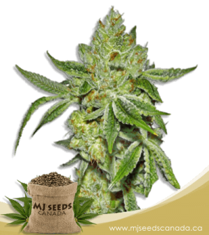 Lemon Diesel Feminized Marijuana Seeds
