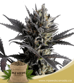 Lemon Haze Autoflowering Marijuana Seeds