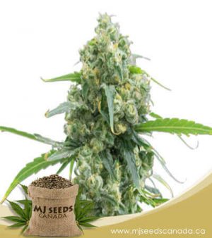 Lowryder Autoflowering Marijuana Seeds