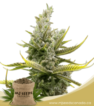 Magnum Autoflowering Marijuana Seeds