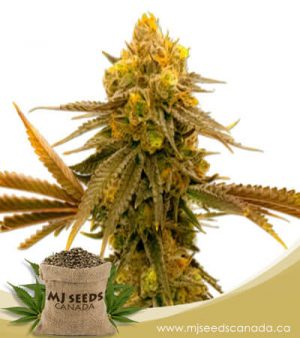 Mandarine Autoflowering Marijuana Seeds