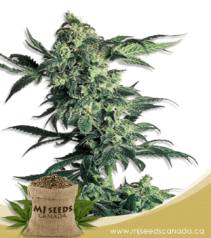 Northern Lights Regular Marijuana Seeds