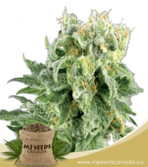OG Kush Autoflowering Marijuana Seeds
