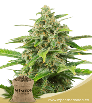 Power Plant Feminized Marijuana Seeds